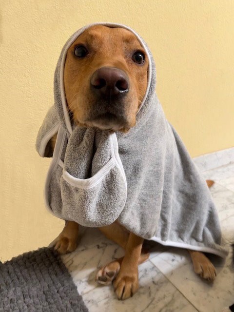 Dog Towel