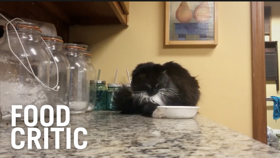 Dogs and Cats have dozens of jobs.