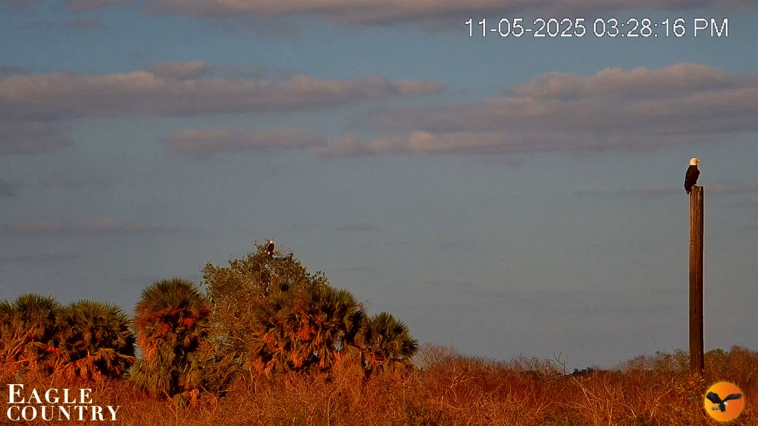 Southwest Florida River Wildlife Live Cams Snapsho